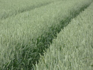 Green rows of wheat on a field