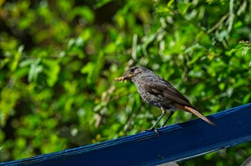 Hausrotschwanz mit Beute