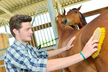 Stable hand brushing flank of horse