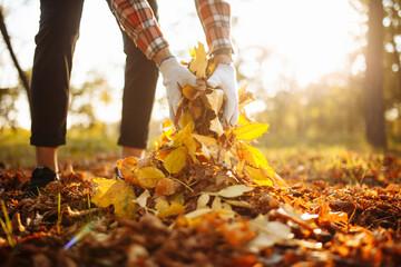 Close up of a male volunteer collects and grabs a small pile of yellow red fallen leaves in the autumn park. Cleaning the lawn from the old leaves. Gardening and seasonal communal work concept. - obrazy, fototapety, plakaty