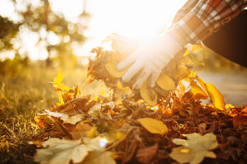 Close up of a male volunteer collects and grabs a small pile of yellow red fallen leaves in the...