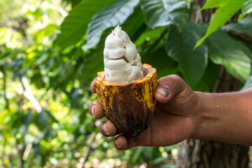 Vainas de Cacao  en manos de agricultor, chocolate organico.