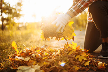 Close up of a male volunteer collects and grabs a small pile of yellow red fallen leaves in the autumn park. Cleaning the lawn from the old leaves. Gardening and seasonal communal work concept.