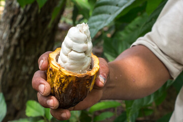 Vainas de Cacao  en manos de agricultor, chocolate organico.