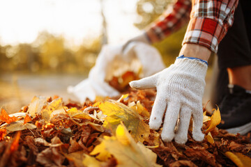 Male volunteer grabs a pile of fallen leaves and puts them into a garbage bag in the park. Man...