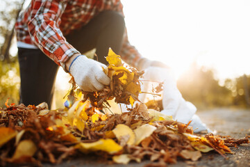 Male volunteer grabs a pile of fallen leaves and puts them into a garbage bag in the park. Man...