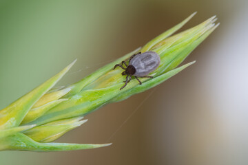 Engorged deer tick nymph on green grass spike. Ixodes ricinus or scapularis, spica. Fed mite with...