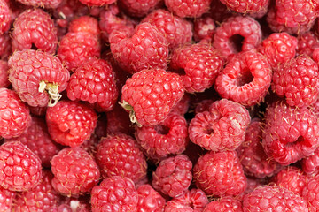 Many berries of red ripe raspberries close up