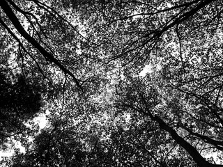 tree top foliage in black and white