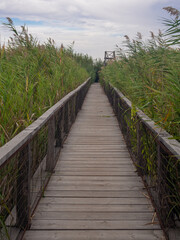 footbridge thorough lake vegetation and bird watch post 