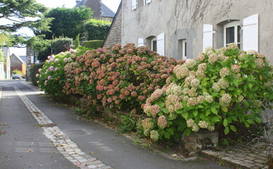 Obraz premium massif d'hortensias roses le long des habitations en bretagne