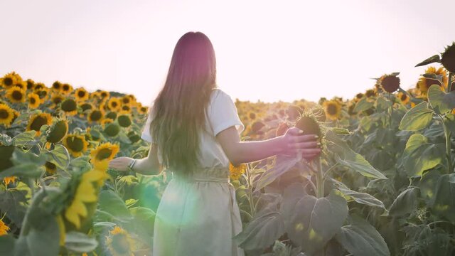 young female agronomist walks through field of sunflowers with her back to camera and her hands spread out over sunflower flowers
