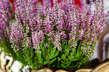 Heather flowers in the pot