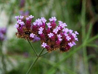 purple,small flowers of Verbena bonaviensis plant in summer
