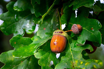 acorn on leaf