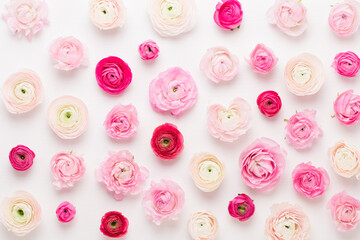 Beautiful colored ranunculus flowers on a white background. Spring greeting card.