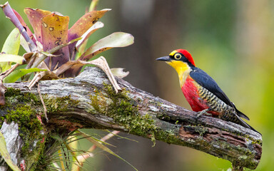 Yellow-fronted Woodpecker