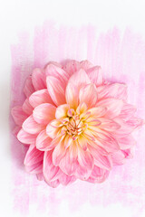 Fototapeta premium fresh dahlia, top view