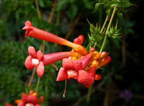 red,long flowers of milin gabor climbing plant close up