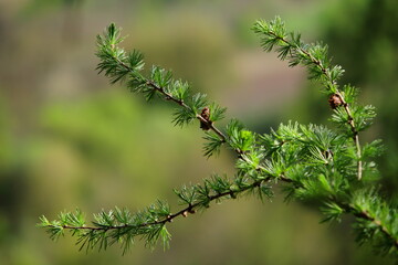 Close-up of a larch tree branch with fresh green needles and young cones, captured in spring with a soft forest background