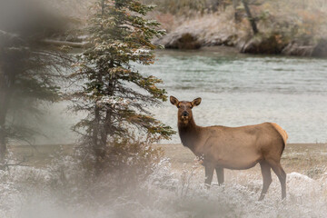Lonesome Female elk standing close to river