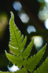 A little fern with some interesting light patterns in the background