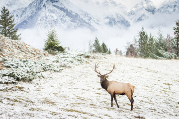 Impressive Rocky mountain bull elk walking in meadow.