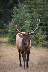 Naklejka na ściany i meble A mature bull elk standing in a field