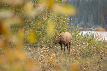 Naklejka na ściany i meble Female elk surrounded by beautiful fall colours.