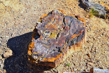 Petrified Wood close up, colorful shades of red, orange, purple, yellow and grey example of fossilized mineralization and permineralization and replacement, along the Escalante Petrified Forest State 