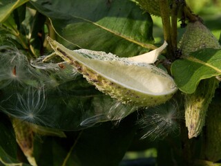 common milkweed,Asclepias syriaca,plant,bush,seed,blow-ball,fruit-bag,bag,season,summer,green,flora,color image,close up,