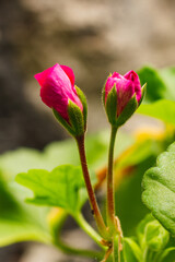 Two red flowers about to bloom, taken one day before they did.