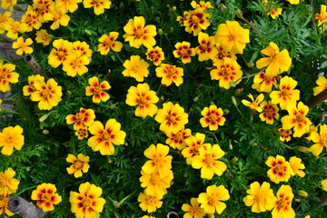 Obraz premium yellow flowers in the garden