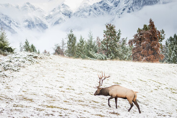 Impressive Rocky mountain bull elk walking in meadow after fresh snow fall.