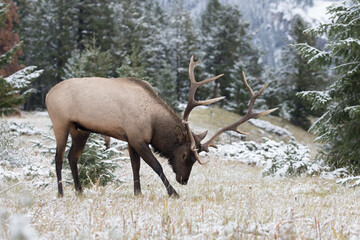 Impressive mature bull elk marking its territory