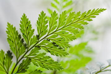 A backlited little leaf, looks very calming.