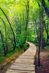 Beautiful forest path trail for nature trekking through lush forest landscape in Plitvice Lakes National Park, UNESCO natural world heritage and famous travel destination of Croatia