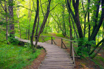 Fototapeta premium Beautiful forest path trail for nature trekking through lush forest landscape in Plitvice Lakes National Park, UNESCO natural world heritage and famous travel destination of Croatia