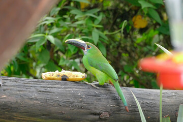 Emerald Toucanet, Small Bird that Eats Banana on a Log of Wood