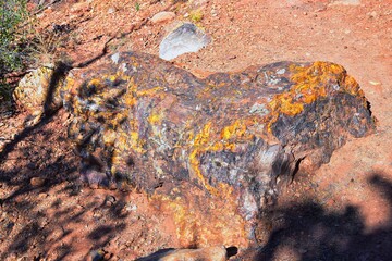 Petrified Wood close up, colorful shades of red, orange, purple, yellow and grey example of fossilized mineralization and permineralization and replacement, along the Escalante Petrified Forest State 