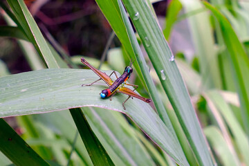 Insect Similar to a Colored Grasshopper or Cricket, of Various Colors