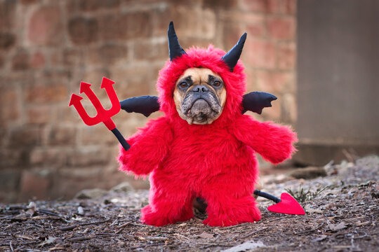 French Buldog dog with red Halloween devil costum wearing a fluffy full body suit with fake arms holding pitchfork, with devil tail, horns and black bat wings standing in front of blurry wall