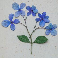 Vivid colorful pressed hydrangeas stem background craft