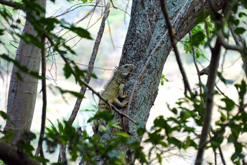 Iguana Climbing on a Tree in Honda, Colombia