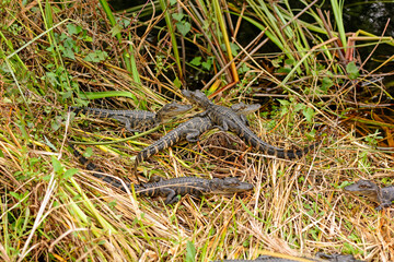 Group of Baby Alligators Along a Wetland Shore