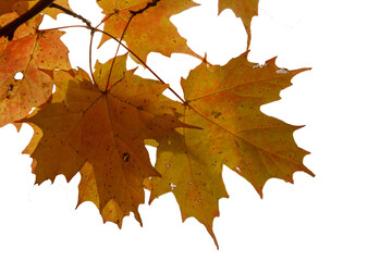 Maple Leaves on a Branch, cutout on a white background.