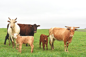 Fototapeta premium cows in the field