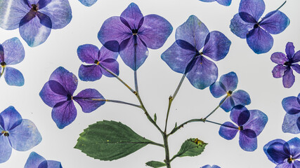 Vivid colorful pressed hydrangeas background craft