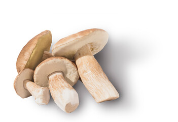 Several porcini mushrooms on a light background