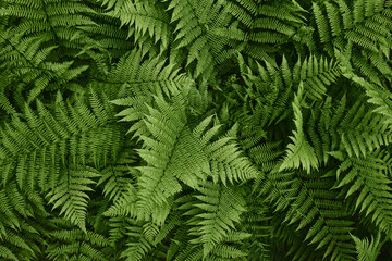 Fototapeta na wymiar Tropical green leaves of fern. Abstract natural texture. Forest nature background. Lush green foliage in rainforest.